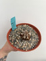 Dioscorea elephantipes 6” Pot 2