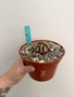 Dioscorea elephantipes 6” Pot 3