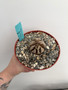 Dioscorea elephantipes 6” Pot 3