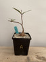Petopentia natalensis 6” Pot A
