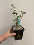 Bursera fagaroides 5” Pot B