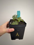 Beiselia mexicana 5” Pot A