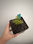 Beiselia mexicana 5” Pot B