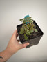 Beiselia mexicana 5” Pot C