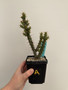 Euphorbia aeruginosa v major 3.5” Pot A