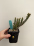 Euphorbia aeruginosa v major 3.5” Pot B