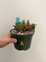 Euphorbia ‘Japonica’ 5” Pot A