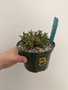 Euphorbia ‘Japonica’ 5” Pot B