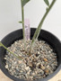 Encephalartos eugene-maraisii 1 Gallon Pot