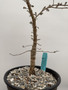 Operculicarya decaryi 1 Gallon Pot B