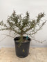 LOCAL PICKUP ONLY - Operculicarya decaryi 3 Gallon Pot A