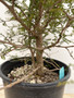 LOCAL PICKUP ONLY - Operculicarya decaryi 3 Gallon Pot A