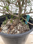 LOCAL PICKUP ONLY - Operculicarya decaryi 3 Gallon Pot C
