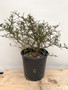 LOCAL PICKUP ONLY - Operculicarya decaryi 3 Gallon Pot C