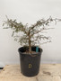 LOCAL PICKUP ONLY - Operculicarya decaryi 3 Gallon Pot D
