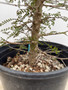 LOCAL PICKUP ONLY - Operculicarya decaryi 3 Gallon Pot D