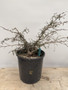 LOCAL PICKUP ONLY  - Operculicarya decaryi 3 Gallon Pot E