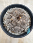 Dioscorea elephantipes 3 Gallon Pot A
