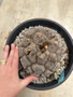 Dioscorea elephantipes 3 Gallon Pot A