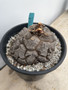 Dioscorea elephantipes 3 Gallon Pot B