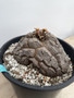 Dioscorea elephantipes 3 Gallon Pot B