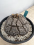 Dioscorea elephantipes 3 Gallon Pot C