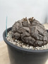 Dioscorea elephantipes 3 Gallon Pot C