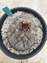 Dioscorea elephantipes 3 Gallon Pot E