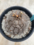 Dioscorea elephantipes 3 Gallon Pot F