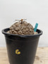 Dioscorea elephantipes 3 Gallon Pot G