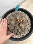 Dioscorea elephantipes 3 Gallon Pot G