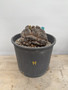 Dioscorea elephantipes 3 Gallon Pot H