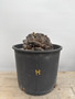 Dioscorea elephantipes 3 Gallon Pot H