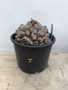 Dioscorea elephantipes 3 Gallon  Pot J