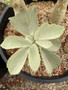 Cyphostemma currorii B