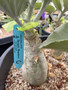 Cyphostemma currorii C