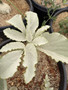 Cyphostemma currorii D