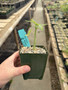 Adenia venenata 3.5” Pots - WS
