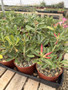 Adenium hybrids 6” Pots - WS