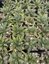 Agave Victoria-reginae 2” Pots - WS
