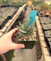 Aloe krapholiana v. dumoulin 3.5” Pots -WS