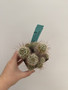 Mammillaria decipiens 3.5” Pot