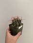 Ferocactus stainesii 3.5” Pot