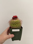 Parodia sanguiniflora 3.5” Pot 