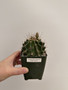 Thelocactus setispinus 3.5” Pot  A