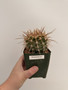 Ferocactus species 3.5” Pot 