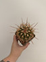 Ferocactus species 3.5” Pot 