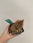 Notocactus schlosseri 3.5” Pot