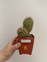 Echinocereus species 3.5” Pot B