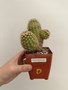 Echinocereus species 3.5” Pot D